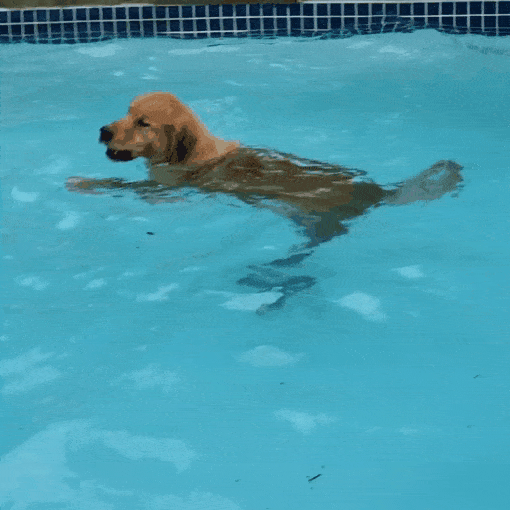 dive into it
